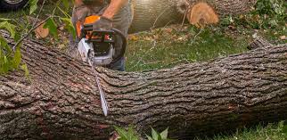 How Our Tree Care Process Works  in  Oakley, CA