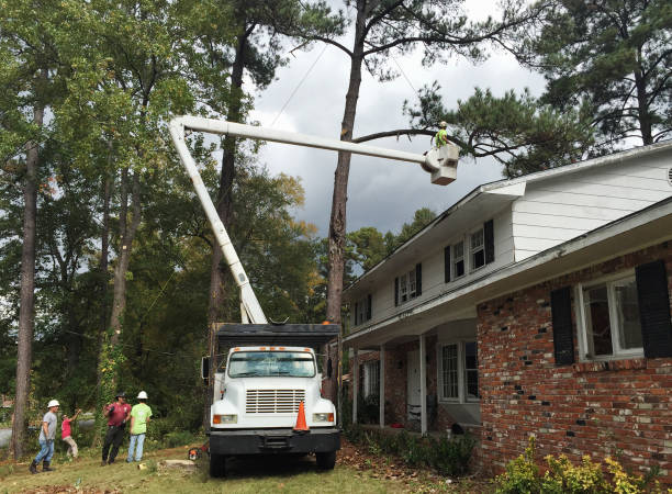 Best Commercial Tree Services  in Oakley, CA